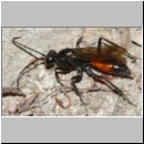 Priocnemis perturbator - Wegwespe w001h 11mm - Sandgrube Niedringhaussee-det.jpg